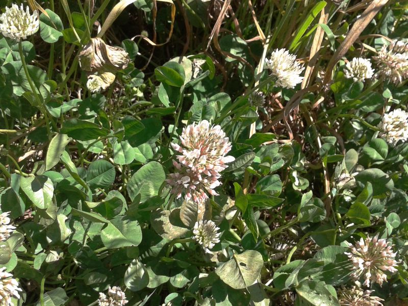 Trifolium repens